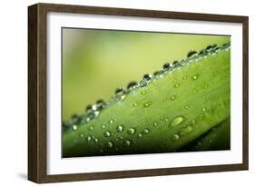 Macro Green Leaf with Water Drops-Carlo Amodeo-Framed Photographic Print