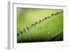 Macro Green Leaf with Water Drops-Carlo Amodeo-Framed Photographic Print