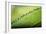 Macro Green Leaf with Water Drops-Carlo Amodeo-Framed Photographic Print