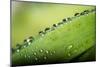 Macro Green Leaf with Water Drops-Carlo Amodeo-Mounted Photographic Print
