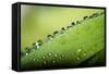 Macro Green Leaf with Water Drops-Carlo Amodeo-Framed Stretched Canvas