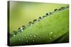 Macro Green Leaf with Water Drops-Carlo Amodeo-Stretched Canvas