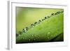 Macro Green Leaf with Water Drops-Carlo Amodeo-Framed Photographic Print