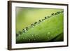 Macro Green Leaf with Water Drops-Carlo Amodeo-Framed Photographic Print