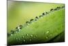 Macro Green Leaf with Water Drops-Carlo Amodeo-Mounted Photographic Print