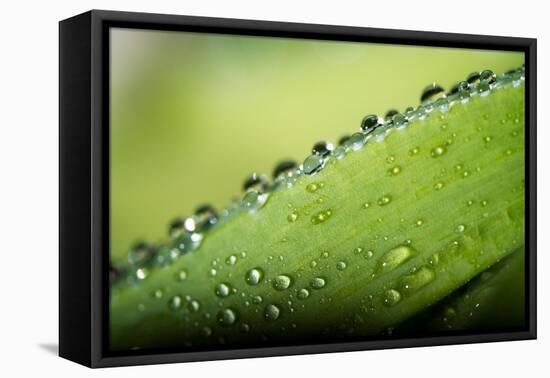 Macro Green Leaf with Water Drops-Carlo Amodeo-Framed Stretched Canvas