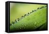 Macro Green Leaf with Water Drops-Carlo Amodeo-Framed Stretched Canvas