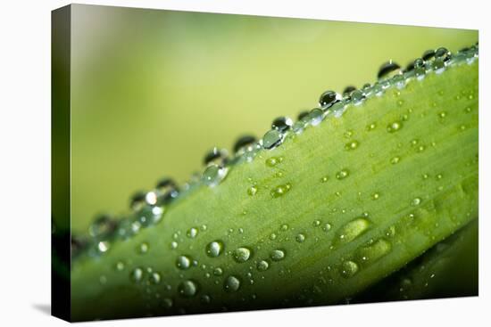 Macro Green Leaf with Water Drops-Carlo Amodeo-Stretched Canvas