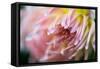 Macro Image of a Beautiful Flower-Deepak Jalna Oomnarayanan-Framed Stretched Canvas