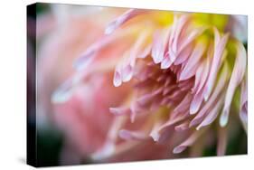 Macro Image of a Beautiful Flower-Deepak Jalna Oomnarayanan-Stretched Canvas