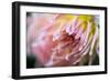 Macro Image of a Beautiful Flower-Deepak Jalna Oomnarayanan-Framed Photographic Print