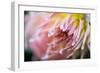 Macro Image of a Beautiful Flower-Deepak Jalna Oomnarayanan-Framed Photographic Print