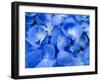 Macro Image of Blue Hydrangea Flower.-Noppharat888-Framed Photographic Print