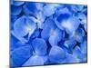 Macro Image of Blue Hydrangea Flower.-Noppharat888-Mounted Photographic Print