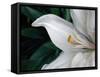 Macro Lily-Jim Christensen-Framed Stretched Canvas