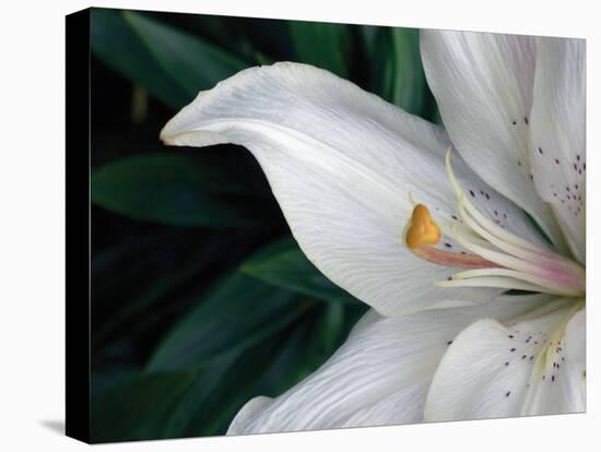 Macro Lily-Jim Christensen-Stretched Canvas