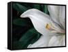 Macro Lily-Jim Christensen-Framed Stretched Canvas