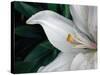 Macro Lily-Jim Christensen-Stretched Canvas