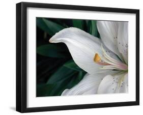 Macro Lily-Jim Christensen-Framed Photographic Print