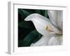 Macro Lily-Jim Christensen-Framed Photographic Print