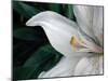 Macro Lily-Jim Christensen-Mounted Photographic Print