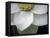 Macro Lotus-Jim Christensen-Framed Stretched Canvas