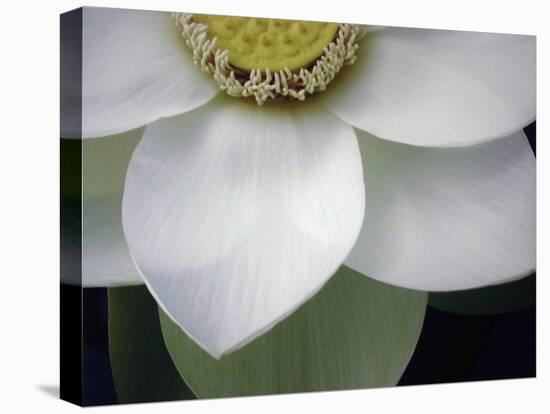 Macro Lotus-Jim Christensen-Stretched Canvas