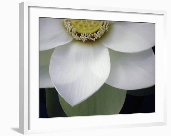 Macro Lotus-Jim Christensen-Framed Photographic Print