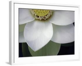 Macro Lotus-Jim Christensen-Framed Photographic Print