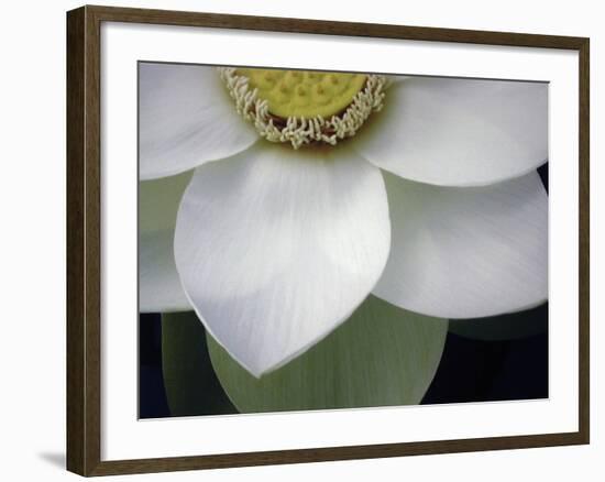 Macro Lotus-Jim Christensen-Framed Photographic Print