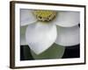 Macro Lotus-Jim Christensen-Framed Photographic Print