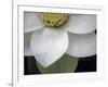 Macro Lotus-Jim Christensen-Framed Photographic Print