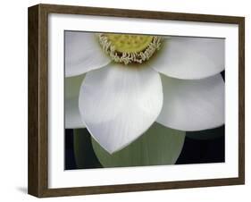 Macro Lotus-Jim Christensen-Framed Photographic Print