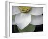 Macro Lotus-Jim Christensen-Framed Photographic Print