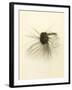 Macro Lure III-Judy Stalus-Framed Art Print