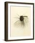 Macro Lure III-Judy Stalus-Framed Art Print