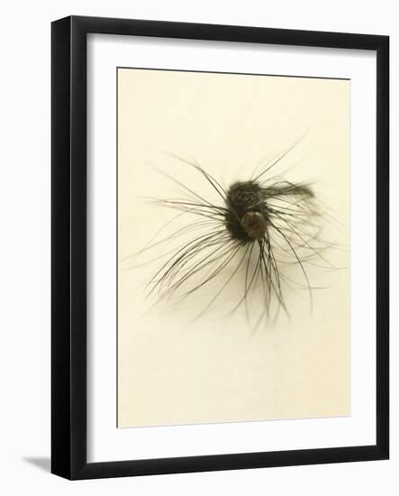 Macro Lure III-Judy Stalus-Framed Art Print