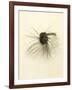 Macro Lure III-Judy Stalus-Framed Art Print