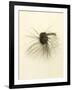 Macro Lure III-Judy Stalus-Framed Art Print