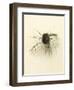 Macro Lure III-Judy Stalus-Framed Art Print