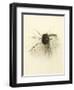 Macro Lure III-Judy Stalus-Framed Art Print