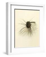 Macro Lure III-Judy Stalus-Framed Art Print