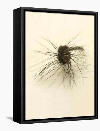 Macro Lure III-Judy Stalus-Framed Stretched Canvas