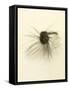 Macro Lure III-Judy Stalus-Framed Stretched Canvas