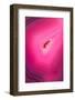 Macro of a Beautiful Pink Stone Cut and Polished with an Interesting Pattern-wollertz-Framed Photographic Print