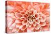 Macro of Pink Flower-fullempty-Stretched Canvas