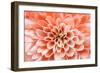 Macro of Pink Flower-fullempty-Framed Photographic Print