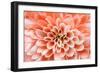 Macro of Pink Flower-fullempty-Framed Photographic Print