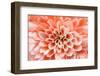 Macro of Pink Flower-fullempty-Framed Photographic Print