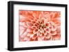 Macro of Pink Flower-fullempty-Framed Photographic Print